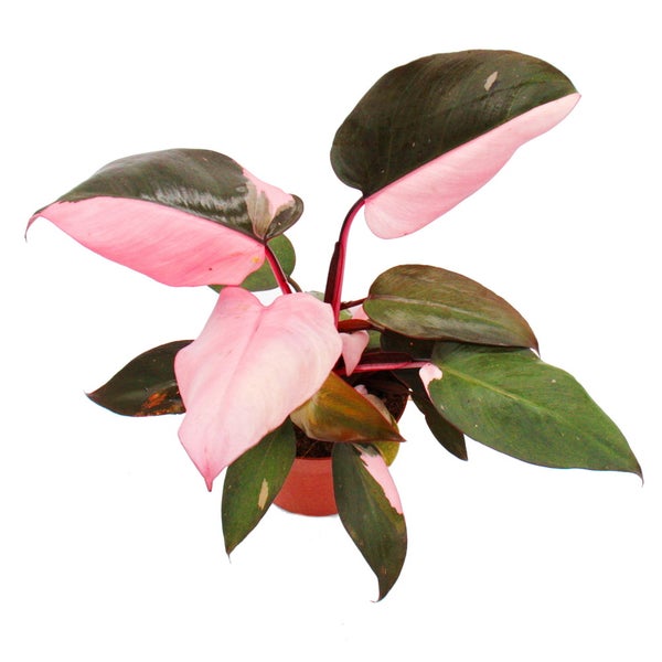 Philodendron Pink Princess Zimmerpflanze im Kulturtopf mit dunkelgrünen und rosa panaschierten Blättern.