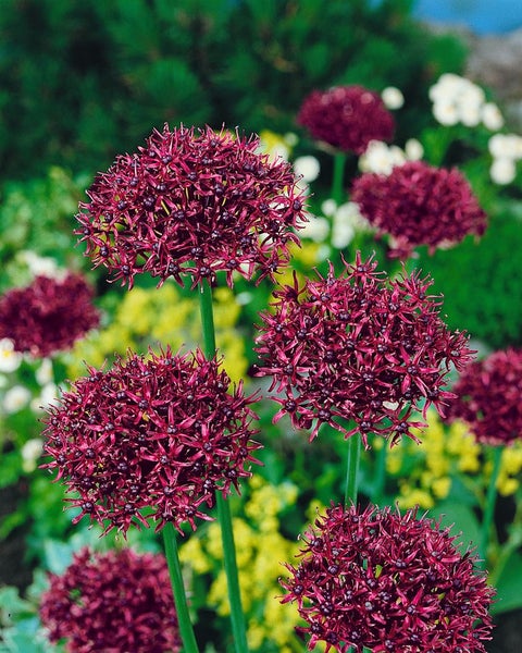 Allium atropurpureum, Zierlauch, dunkelviolett, ca. 9x9 cm Topf