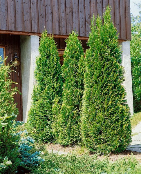 Thuja occidentalis 'Holmstrup', Lebensbaum, 30–40 cm