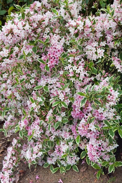 Weigela florida 'Variegata', Weigelie, buntlaubig, 60–100 cm