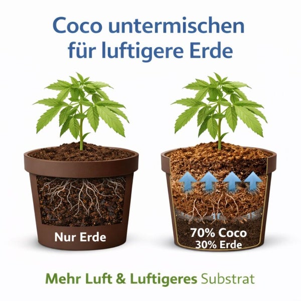 Vergleich von zwei Topfpflanzen: links nur Erde, rechts eine Mischung aus 70 Prozent Kokos und 30 Prozent Erde für ein luftigeres Substrat.