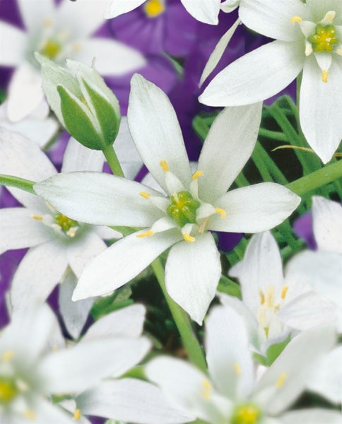 Ornithogalum umbellatum, Dolden-Milchstern, weiß, ca. 9x9 cm Topf