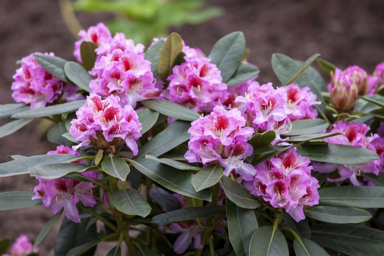 Rhododendron Hybr. 'Belami', Rhododendron, 30–40 cm