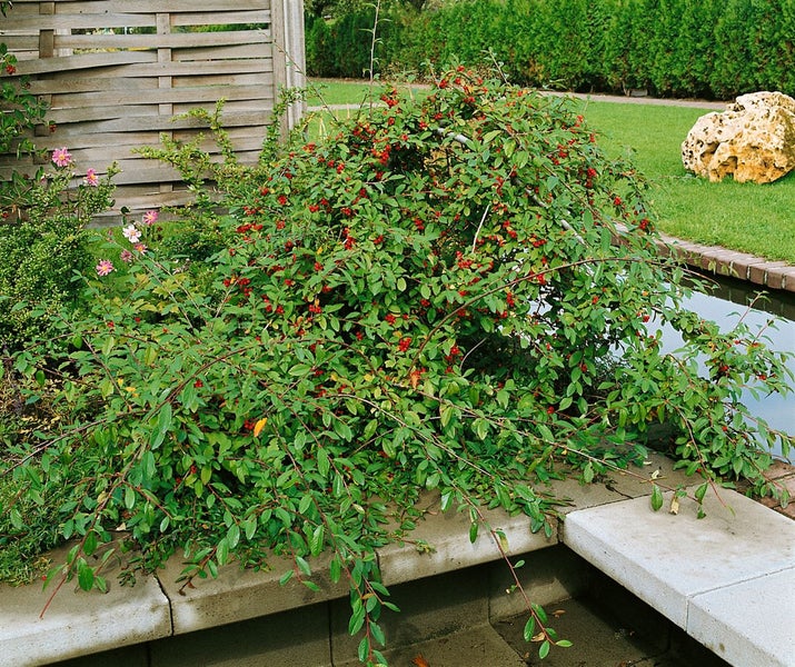 Dekorativer Zierstrauch mit roten Beeren im Garten.