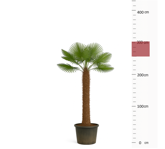 Palme ca.250cm - 270cm Trachycarpus Fortunei 120 cm Stamm Hanfpalme, winterharte Palme bis -19°C