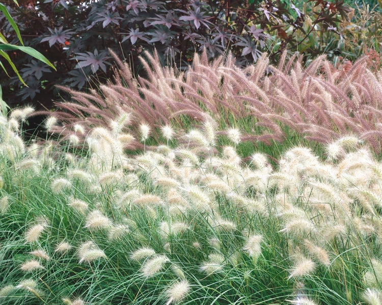 Ziergras im Garten