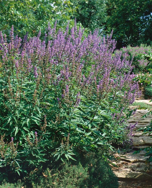 Vitex agnus-castus, Mönchspfeffer, 40–60 cm