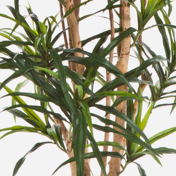 Nahaufnahme einer Dracaena Zimmerpflanze mit verholzten Stämmen und langen grünen Blättern.