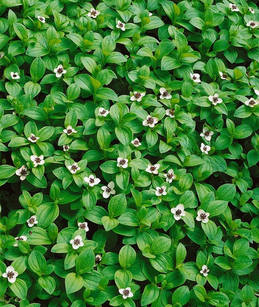 Teppichhartriegel mit grünen Blättern und weißen Blüten.