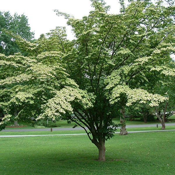 Blütenhartriegel im Garten