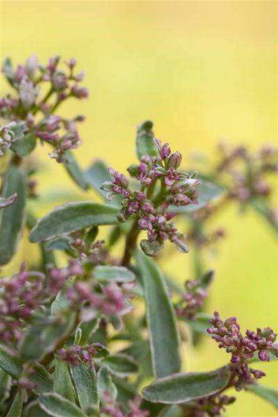 Sedum spurium 'Tricolor', Teppichsedum, buntlaubig, ca. 9x9 cm Topf