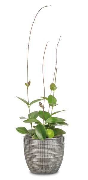 Scheurich Corteza, Blumentopf aus Keramik,  Farbe: Pimienta, 21,5 cm Durchmesser, 19,3 cm hoch, 4,9 l Vol.