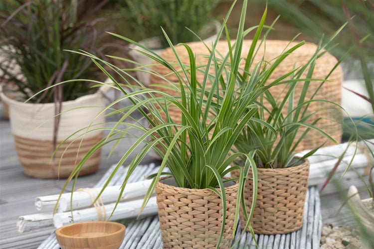 Carex morrowii 'Ice Dance', Japan-Segge, immergrün, ca. 9x9 cm Topf