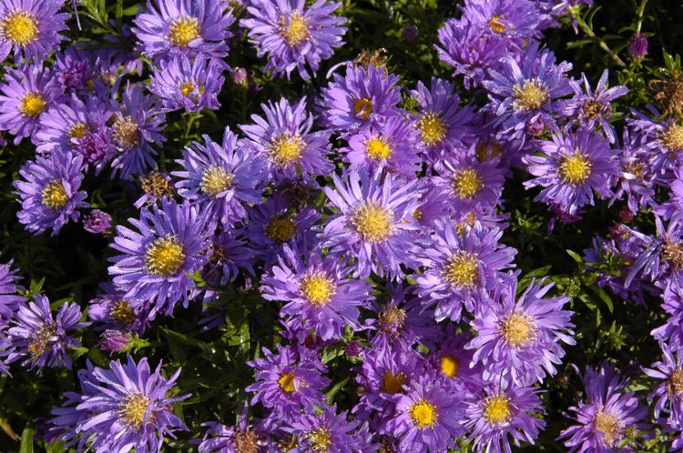 Aster dumosus 'Blaue Lagune', Kissen-Aster, blau, ca. 9x9 cm Topf