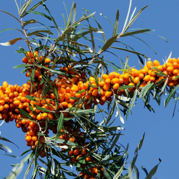 Sanddornzweig mit zahlreichen orangefarbenen Beeren und schmalen grünen Blättern.