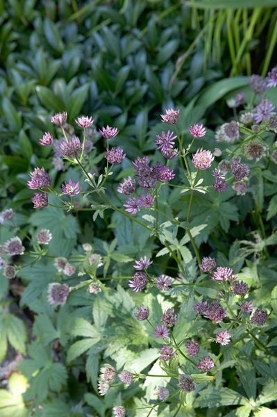 Blütenstand der Großen Sterndolde im Garten