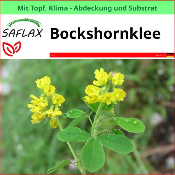 Saflax Bockshornklee Pflanze mit gelben Blüten