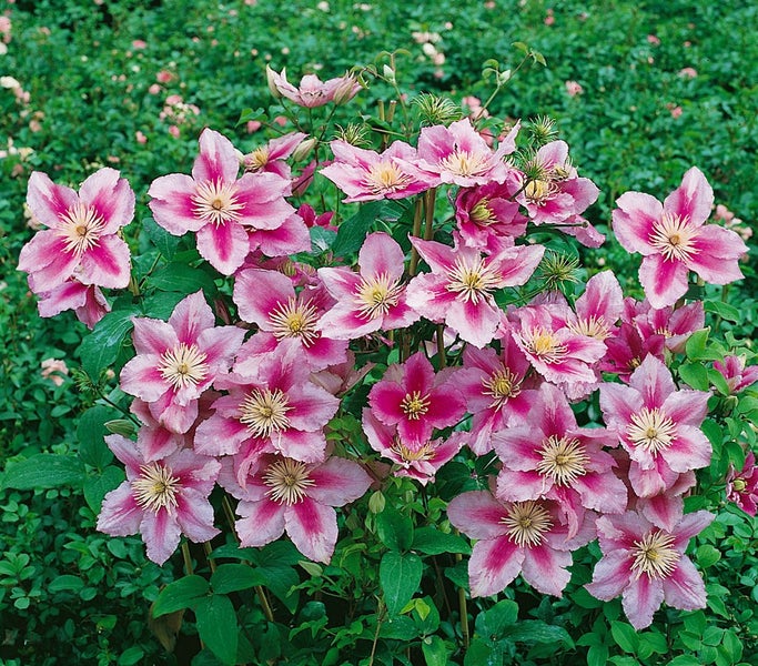 Gruppe von rosa Clematisblüten im Garten.