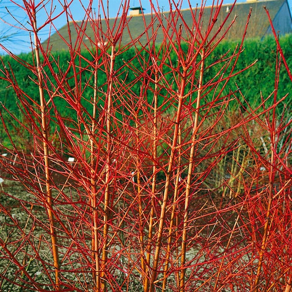 Cornus sanguinea 'Annys Winter Orange', Hartriegel, orange Zweige, 40–60 cm