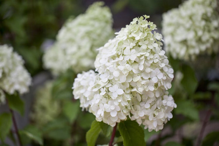 Hydrangea paniculata 'Polar Bear', Rispenhortensie, weiß, 40–60 cm