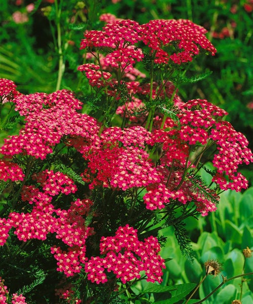 Achillea millefolium 'Cerise Queen', Schafgarbe, rosa, ca. 9x9 cm Topf