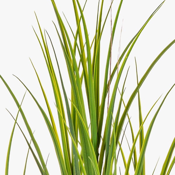 Nahaufnahme eines künstlichen Ziergrases mit langen, schmalen grün-gelben Halmen.