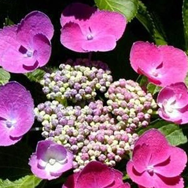 Nahaufnahme von Hortensienblüten