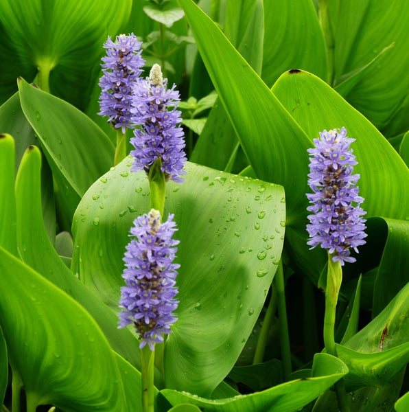 Hechtkraut (Pontederia cordata) mit violetten Blütenähren und großen grünen Blättern für den Teich.