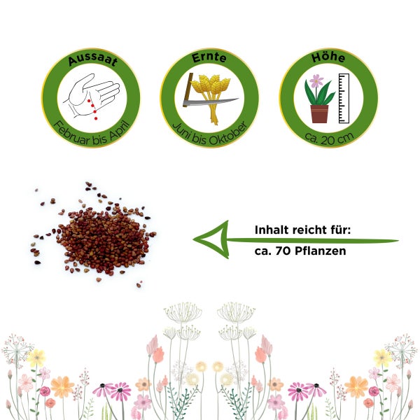Monatserdbeeren Rügen Samen von Deine Gartenwelt