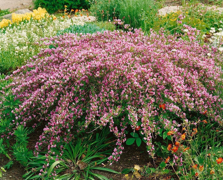 Cytisus purpureus, Purpur-Ginster, 20–30 cm