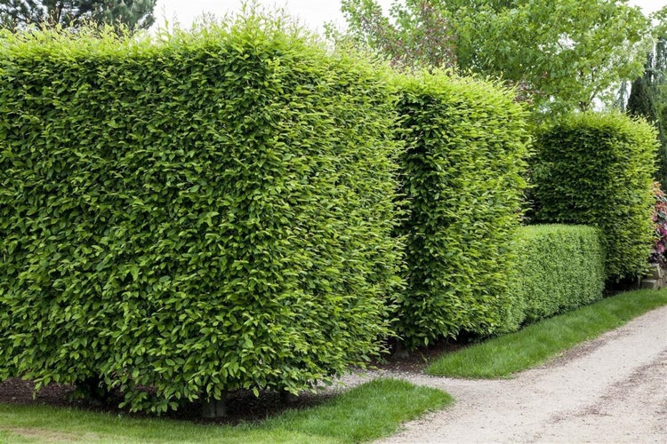 Eine sorgfältig geschnittene Hainbuchenhecke entlang eines Gartenweges.