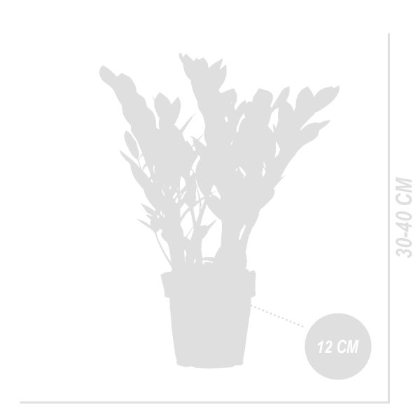Bloomique - 2er Set - Zamioculcas Zamiifolia - Glücksfeder - Zimmerpflanzen - Sehr Pflegeleicht - Luftreinigend - Höhe 30-40 cm - Topf 12 cm