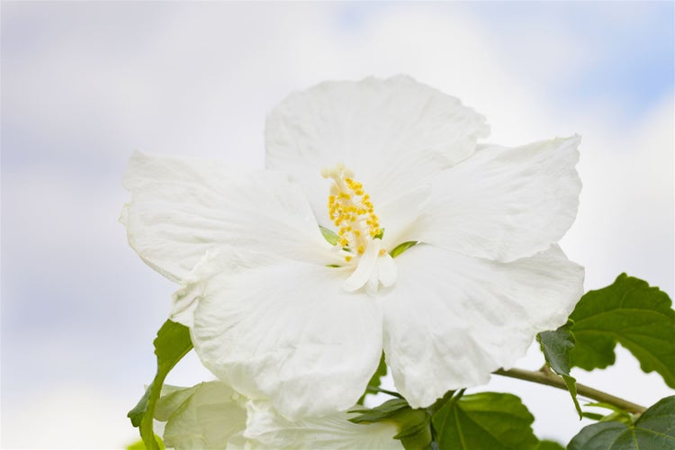 Hibiscus syriacus 'Diana', Gartenhibiskus, reinweiß, 40–60 cm