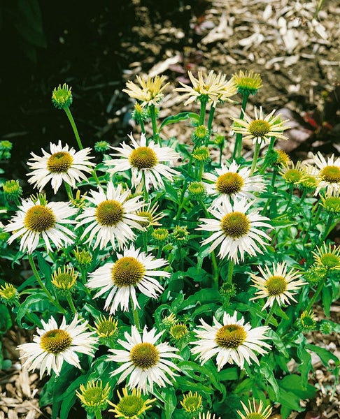 Echinacea purpurea 'Kim's Mophead', Sonnenhut, rosa, ca. 11x11 cm Topf