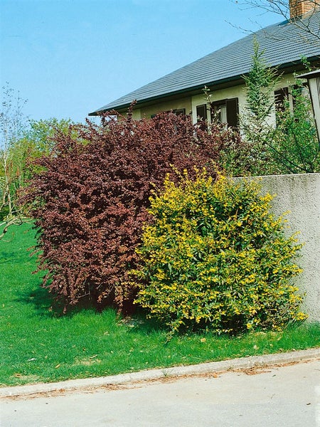 Szene mit Ziersträuchern vor einem Haus