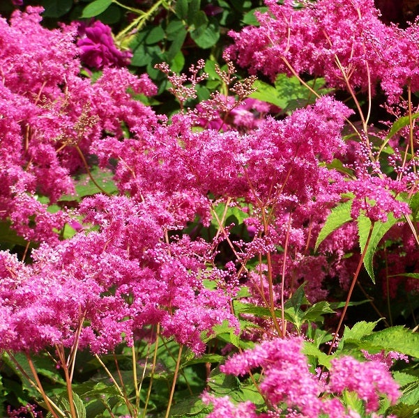 Filipendula blüht im Garten.