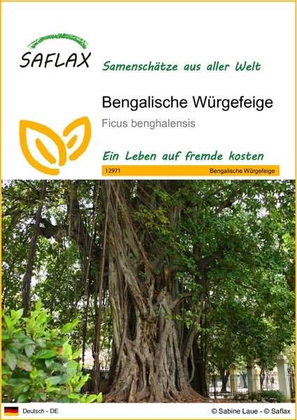 SAFLAX  - Bengalische Würgefeige - Ficus benghalensis - 20 Samen