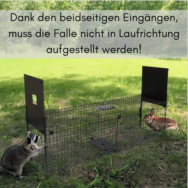 Lebendfalle mit Waschbär vor dem Eingang und Kaninchen im Inneren