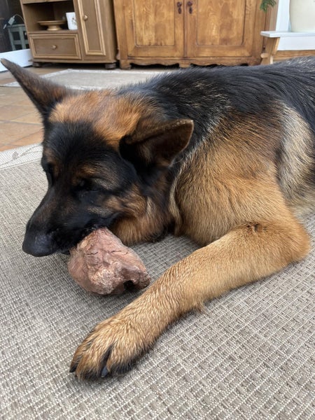 Deutscher Schäferhund liegt auf einem Teppich und kaut auf einer natürlichen Kauwurzel für Hunde; im Hintergrund stehen Holzmöbel.