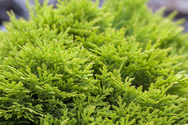 Thuja occidentalis 'Mirjam', Lebensbaum, kompakt, 20–25 cm