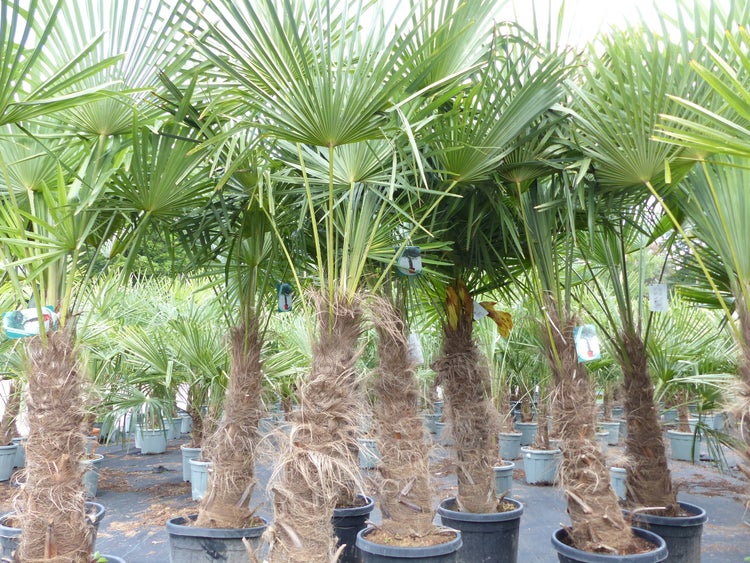 2 Stück Trachycarpus fortunei, 70 - 100 cm Stamm, 210 - 250 cm Hanfpalme, winterharte Palme bis -18°C