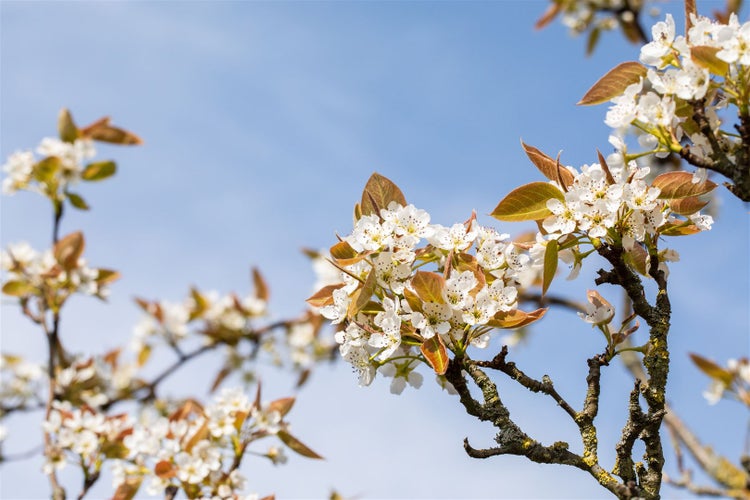 Pyrus pyrifolia 'Kumoi', Nashi-Birne, 150–200 cm, saftig-süß