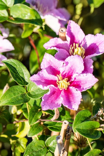 Clematis Hybride 'Piilu', Waldrebe, zweifarbig rosa, 100–150 cm