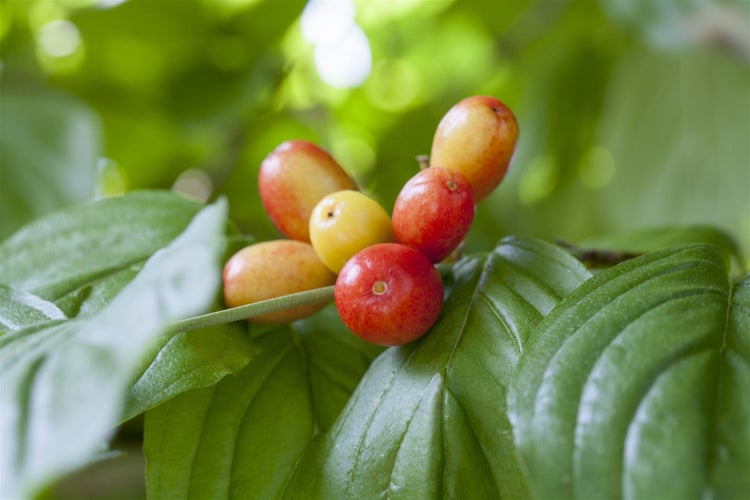 Cornus mas, Kornelkirsche, 40–60 cm, gelbe Blüten