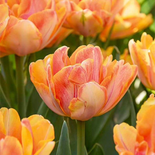 Bloomique - Mischung aus 20 - Tulipa Double Peach - Tulpenzwiebeln - gefüllte Blume - Blumenzwiebeln - Frühlingsblüte - mehrjährige Pflanzen - wird bis zu 30-35 cm groß