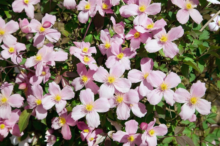 Clematis montana 'Rubens', Berg-Waldrebe, rosa Blüten, 80–100 cm