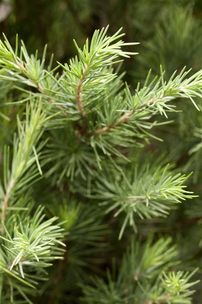 Cedrus deodara, Himalaya-Zeder, 40–60 cm