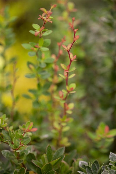 Berberis buxifolia 'Nana', Polster-Berberitze, kompakt, 25–30 cm