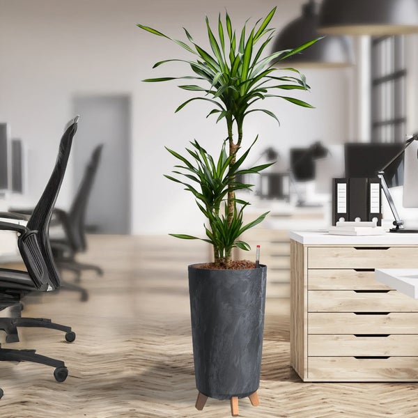 Büropflanze Hydro XL Dracaena Rikki Palme | 110–120 cm | Mit Betonoptik-Vase 44 cm | Zimmerpflanze mit Blähton & Wasserstandsanzeiger