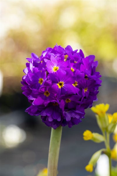 Primula denticulata 'Lilac', Kugelprimel, lila, ca. 9x9 cm Topf